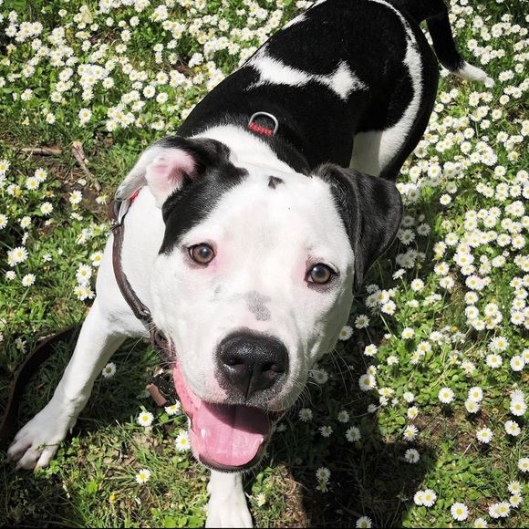 DOG FRIENDLY HOME - Picture 2 of 5